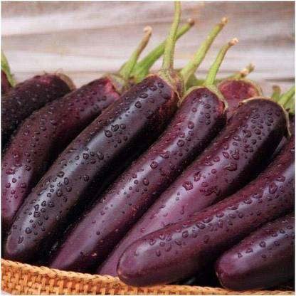 VibeX XL-46 - Purple Long Brinjal Eggplant - (450 Seeds) Seed
