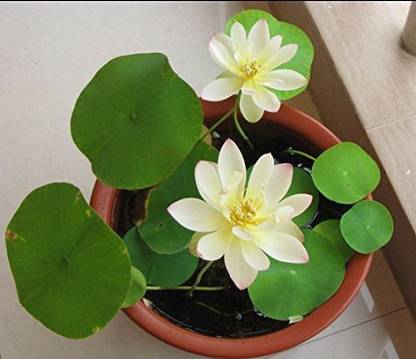 VibeX ™ XII-1375 Lotus Seeds Bonsai Seeds Set Hydrophyte Seed