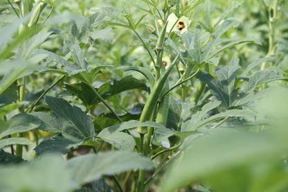 VibeX ® IARI-1014-OKRA/VENDAKAI/VENDAKA SEEDS Seed