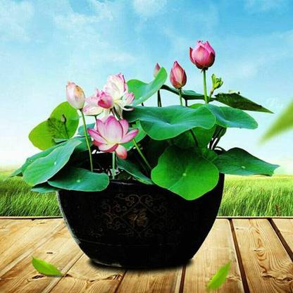 VibeX Water lily flower Seed