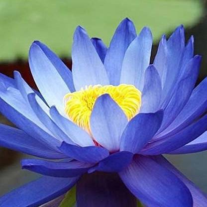 VibeX ™ XII-865 Rare Lotus Flower Aquatic Ornamental Plant Seeds Seed