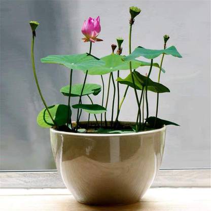 VibeX ® CBZ-57 Water Lily Flower Plant Finest Viable Seed