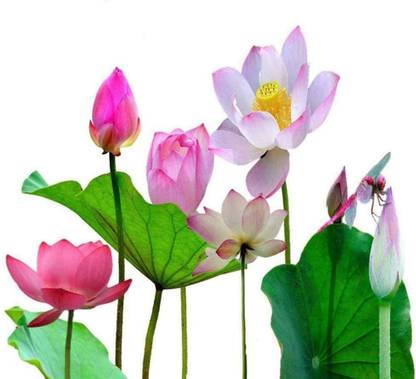 VibeX Water Lily Seed