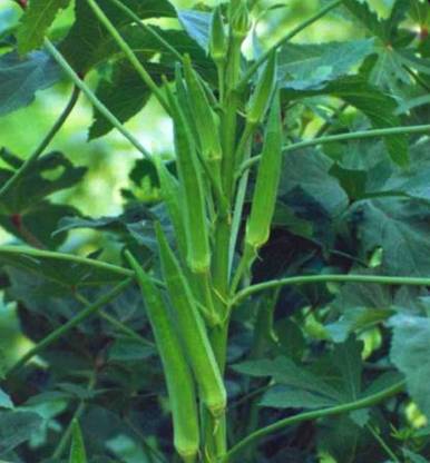 VibeX ladies finger Seed