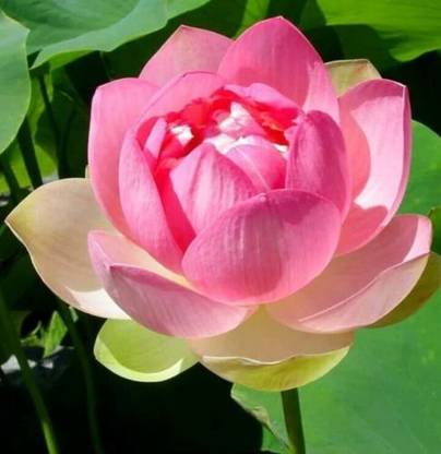 VibeX Lotus Seed