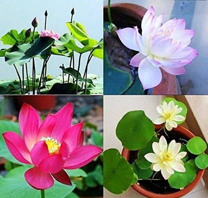 KANAYA India Lotus Seed