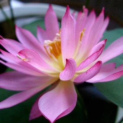 VibeX ® LXI-379 Bonsai Lotus Seeds,Water Lily Flower Plant Seed