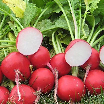 VibeX ® CBZ-325 Radish Seeds Seed