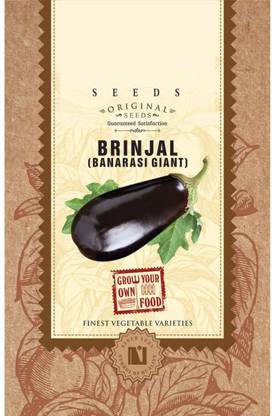 VibeX Brinjal Seed