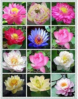 VibeX ™ RDX-1586 Lotus Seeds Water Lily Plants for Ponds Small Hydroponic Seed