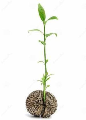 Forest Devlopment Tropical Alstonia scholaris, Devil Tree, Ezhilam Pala Tree, blackboard tree, ditabark, milkwood-pine Seed