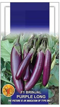 VibeX ® PUSA-866-Brinjal F1-Hybrid Purple Long Seeds Seed