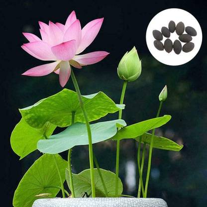 VibeX ® LXI-349 Plant Pots Bonsai Lotus Seeds Water Lily Seed