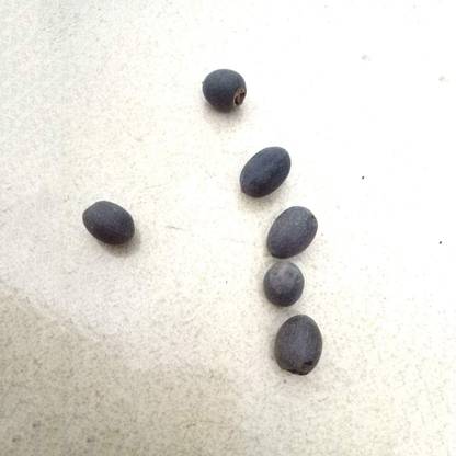 VibeX Lotus Flower Lotus Seeds Aquatic Plant Beautiful Seed