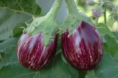 VibeX Brinjal Seed