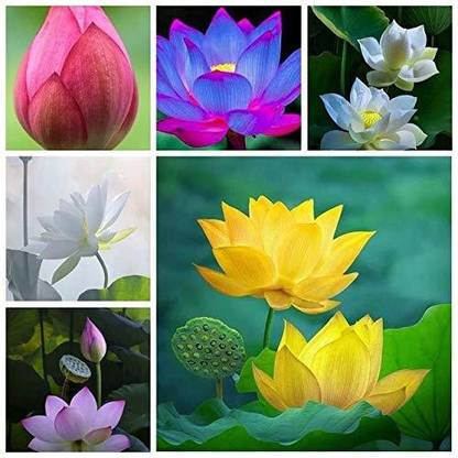 KANAYA Water Lily Lotus Flower Seed