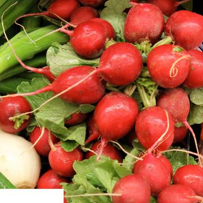 VibeX GBPUAT-312 Radish Seeds Red Globe Seed