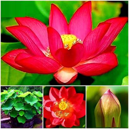 VibeX ™ XII-705 Nelumbo nucifera ‘Empress’ Lotus Seed