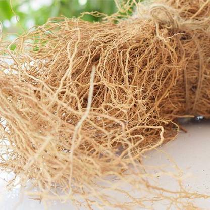 Harcog Khus Khus Seed