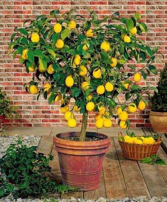 saraswati traders Lemon Plant