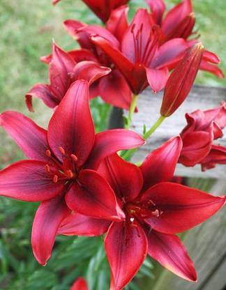 MODERN PLANT Lily Plant