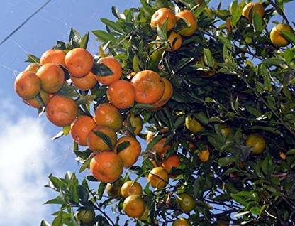 GREEN TREE NURSERY CHAINA Orange Plant