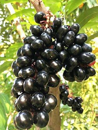 Elanthalir Java Plum Plant