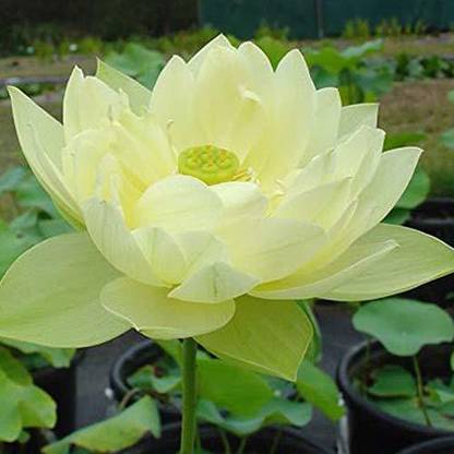 CRGO ™ XII-1240 Bonsai Lotus Seeds Water Lily Plants for Ponds Seed