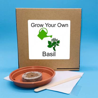 CYBEXIS Basil Herbs Growing Kit Seed