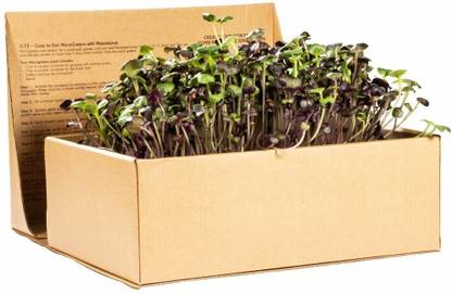 Quinergys XII-189-MICROGREENS KIT - Just Add Water & Grow Seed