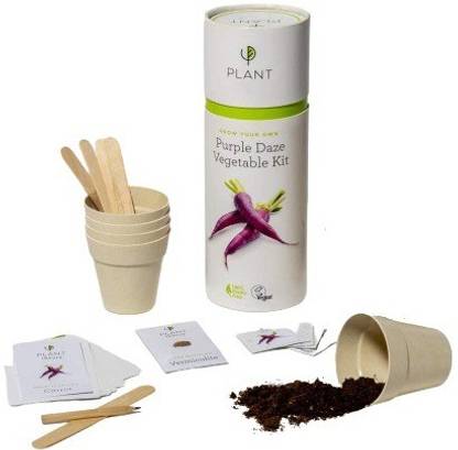 Quinergys VXI-253-Purple Daze Vegetable Kit Seed