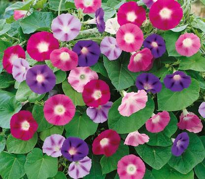 CYBEXIS Flower | Ipomia/Morning Glory | Creeper Flowers | Mixed Colour Flower Seed