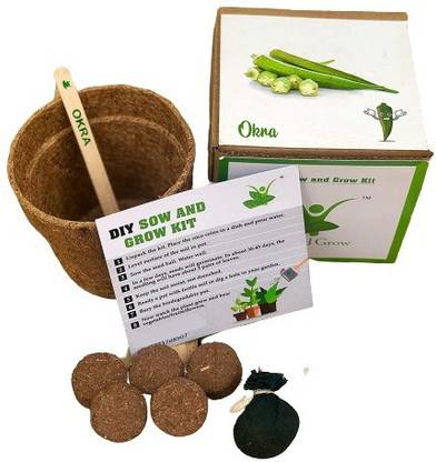Quinergys XII-182-Plants From Seed - Grow Your Own Okra/Bhindi Kit Seed