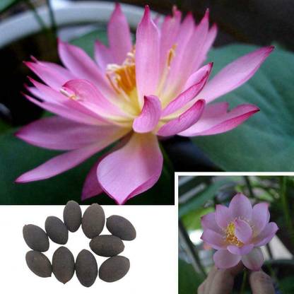 VibeX ™ VXI-318 Garden Organic Lotus Flower Seeds Seed