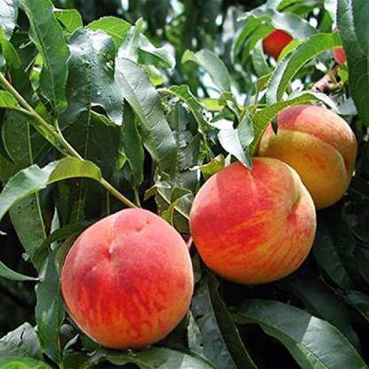 KANAYA Peach Aadu Fruit Seed