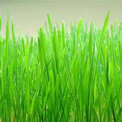 VibeX ™ PUSA-497 Organic Wheat Grass Seeds for sprouting Humans and Pets Seed