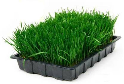 CRGO BLACK WHEATGRASS , KALA GEHUN Seed