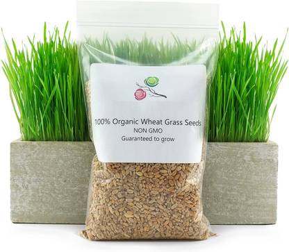 VibeX Organic New Zealand Wheatgrass Seeds Seed