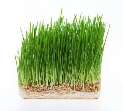 VibeX ™ PUSA-597 Certified Organic Wheatgrass seeds Seed