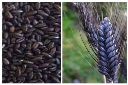 DIOART ® IARI-218 High Germination Black Wheat Seeds for Wheatgrass Seed