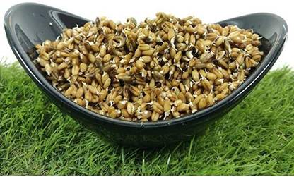 VibeX Black Wheat Seed Seed