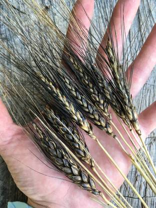 VibeX Triticum Aestivum Seeds Seed