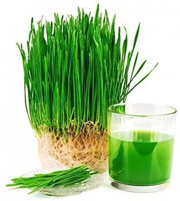 VibeX Wheat Grass Seeds Seed