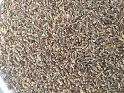 VibeX ™ PUSA-265 Organic Black Wheatgrass Sprouting Seeds Seed
