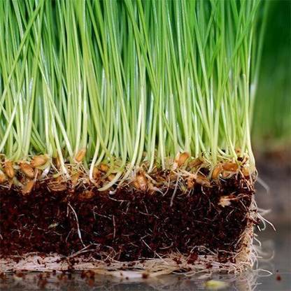 VibeX P-U-S-A-5 Black Wheat Seeds Seed