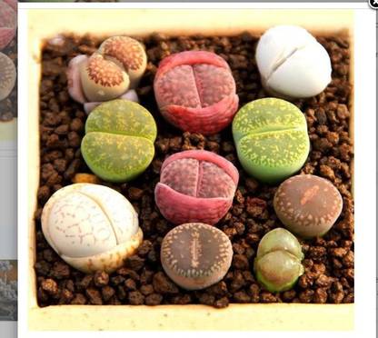 Srushtitraders 50 seeds mix lithops rare mini succulent bonsai Ass flower bonsai Pseudotruncat Seed