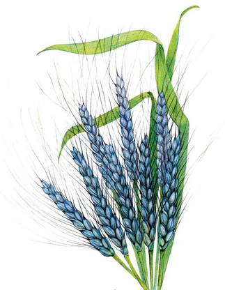 VibeX Wheatgrass Seed