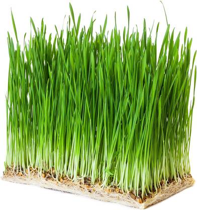 VibeX Wheatgrass Seeds Seed