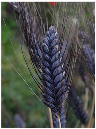VibeX Wheatgrass Seed