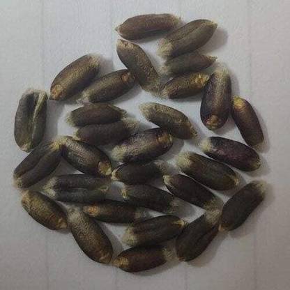 VibeX IARI-406 Black Wheatgrass Sprouting Seeds Seed